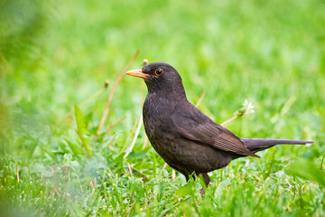 Common blackbird male on grass (Turdus merula)