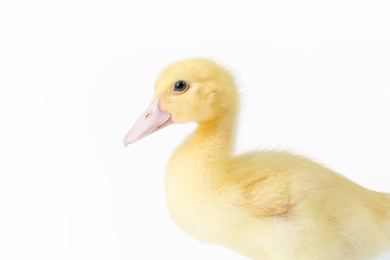 young muscovy duck closeup