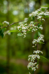 green leaves on a branch