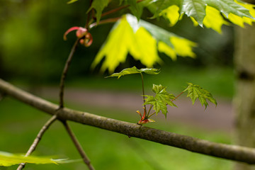 ladybird on a tree