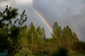 rainbow in the forest