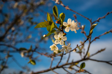 blooming cherry tree in spring