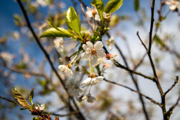 spring blossom in spring