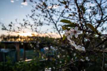 cherry blossom in spring sunset