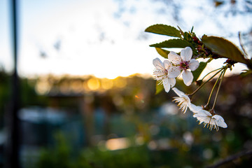 cherry blossom in spring
