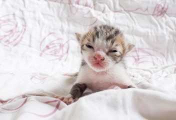 Fototapeta na wymiar newborn tabby kitten trying to open his eyes