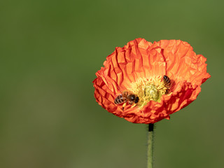 Orange poppy and honeybees