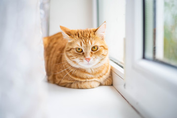 Ginger cat is sitting on the windowsill.