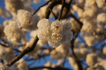 white cherry bloom in the middle