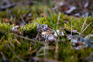 moss on the ground