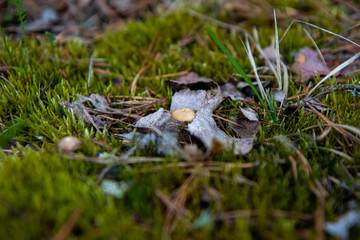 mushrooms in the grass