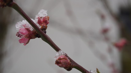 ice on peach blossom