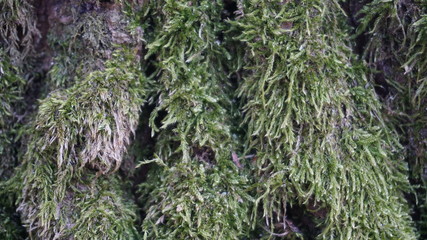 moss on the bark