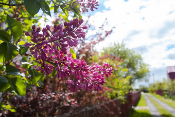 purple flowers in the garden