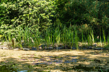 Abandoned garden pond in evergreen landscaped garden. Aquatic plants grow along coast. Long oak earrings float in water. Red oak after flowering. Atmosphere of relaxation, tranquility and happiness.