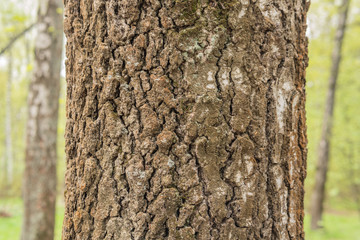 The bark of the birch, the tree for the texture of the forest, in the daytime is removed. Background. made in the forest
