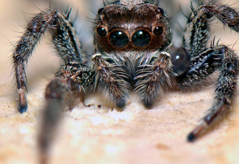 spider predatory insect