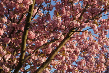 blooming cherry tree against the sky