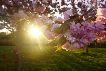 Sun between cherry blooms 