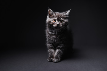 Obraz premium Studio shot of adorable scottish black tabby kitten on dark background.