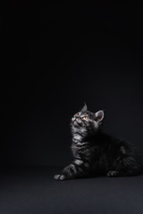 Adorable scottish black tabby kitten looks up on copy space above. Studio shot, black background.