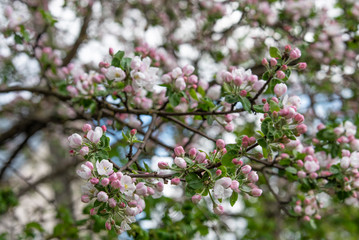 Buds on an Apple tree. Spring. Small red buds bloom and foliage background. Blooming Apple tree.