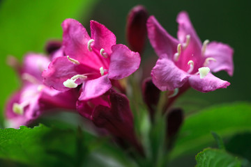 Fototapeta na wymiar Close up of red Bristol Ruby Weigela buds. Flowering branch of wet Weigela Bristol Ruby.