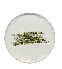 Bacteria In Petri Dish