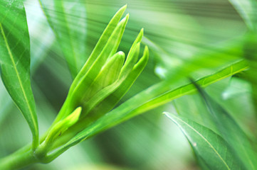 Obraz premium New Green Leaves In Sun Rays