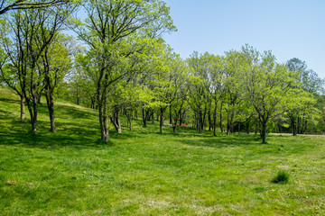 森の中　新緑の桜の葉が眩しい