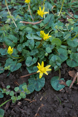 Ficaria verna