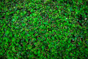 Natural green grass background texture .Side view