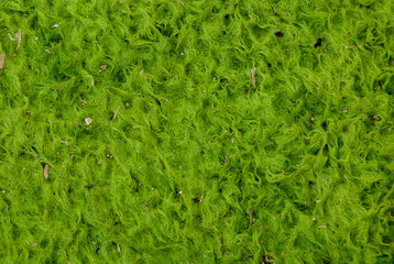Natural green grass background texture .Top view