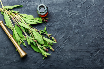 Fresh sage herb