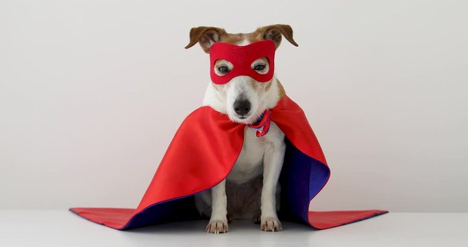 Cute little dog in red superhero cape and mask sitting on gray background