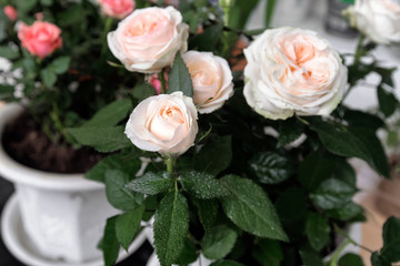 Peach white english rose shrub in the flower pot. Soft focus. Water drops on green leaves.