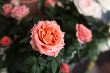 Pink english rose shrub in the garden. Soft focus. Terry rose.Blooming  rose close up,roses and green leaves background