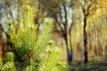 Pine tree leaves. Pine tree needle leaves close up