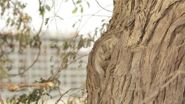 A Eurasian Hoopoe sitting on a branch of a pine-tree
