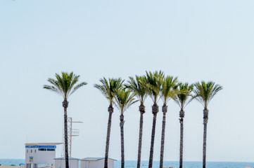 Group of cups of palm tree on the beach of Roquetas de Mar. August 14, 2019. Roquetas de Mar Almeria. Spain. Travel Tourism Holidays