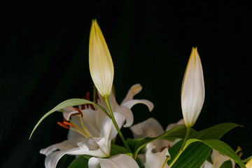 Lily branch close-up in the rays of light on a black background. delicate, white flower. contours of a flower in atmospheric dark photography. flowers for the holiday, advertising, gift, macro photo.