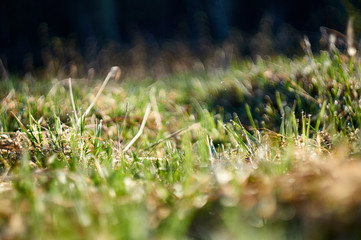 Close up of Fresh grass with dew drops in the early morning. beautiful natural bokeh