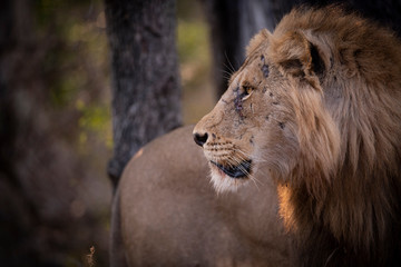 Scarred Male Lion