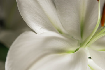 Lily branch close-up in the rays of light on a black background. delicate, white flower. contours of a flower in atmospheric dark photography. flowers for the holiday, advertising, gift, macro photo.