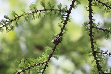 close up of a pine cone