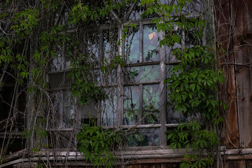 Abandoned haunted house, window with plants that grow in the house