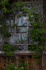 Abandoned haunted house, window with plants that grow in the house