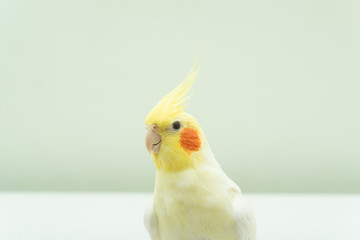 オカメインコ　ルチノー種