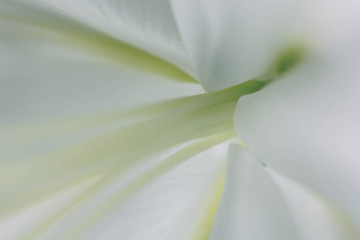 Lily branch close-up in the rays of light on a black background. delicate, white flower. contours of a flower in atmospheric dark photography. flowers for the holiday, advertising, gift, macro photo.