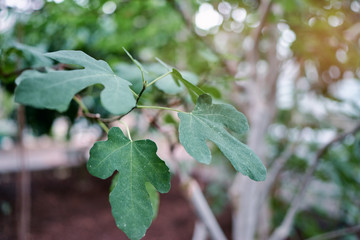 Macro shot of a young tree's sprout covered with leaves.
